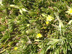 Image of Osteospermum triquetrum L. fil.