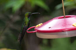 Image of Black-throated Brilliant