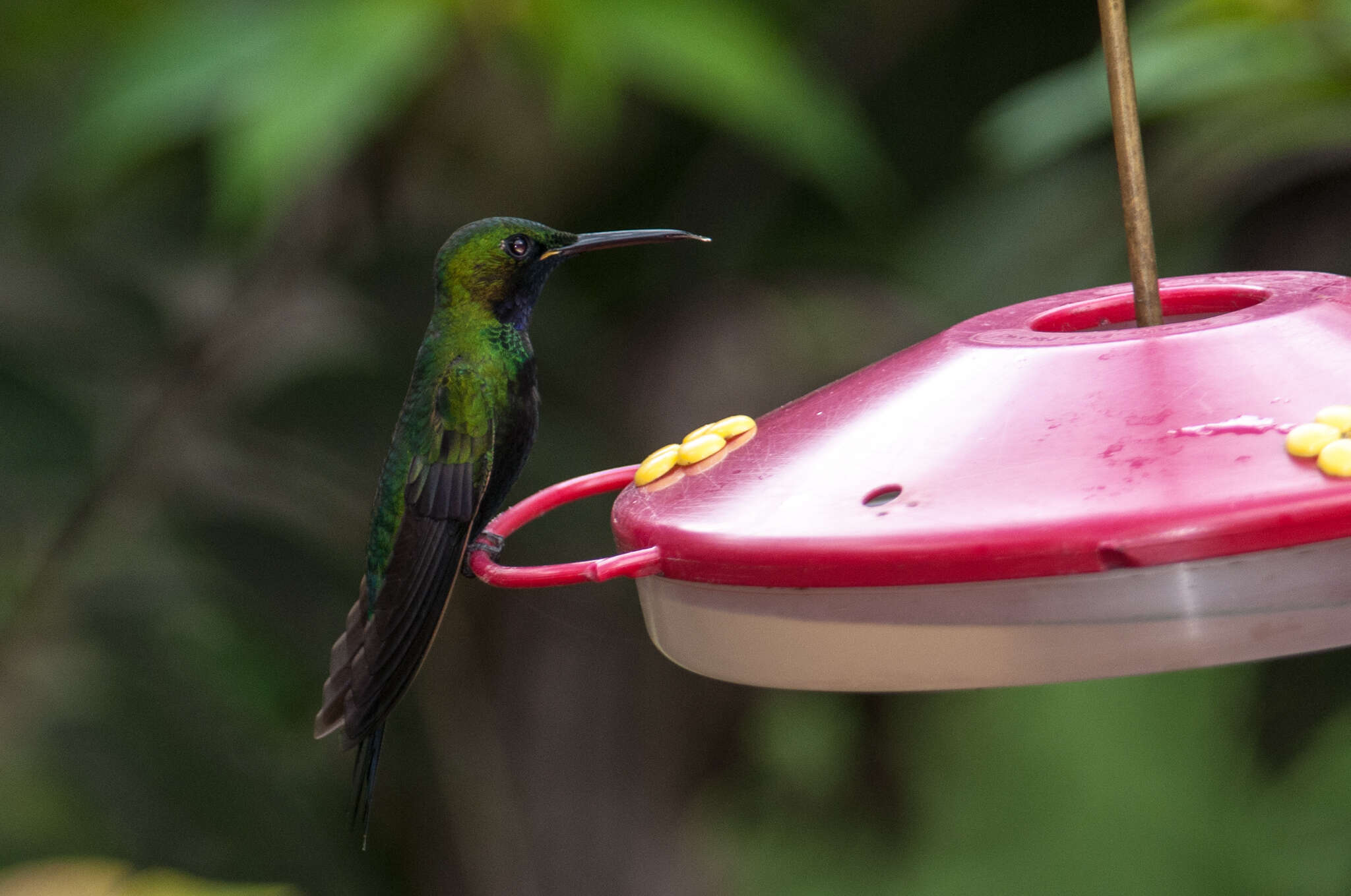 Image of Black-throated Brilliant