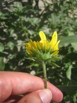 Image of Texas sunflower