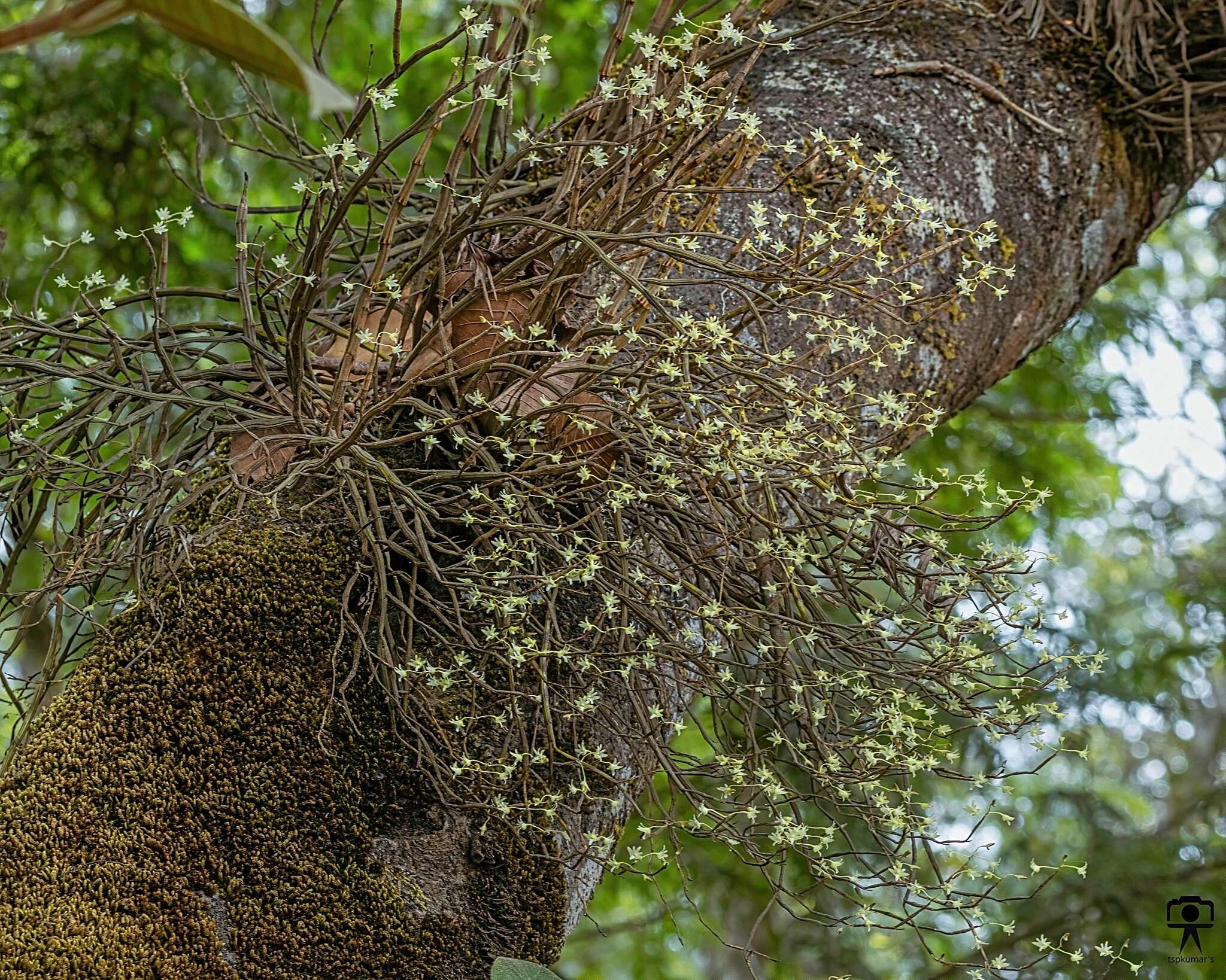 Image of Dendrobium herbaceum Lindl.