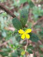 Image de Hibbertia hexandra C. T. White