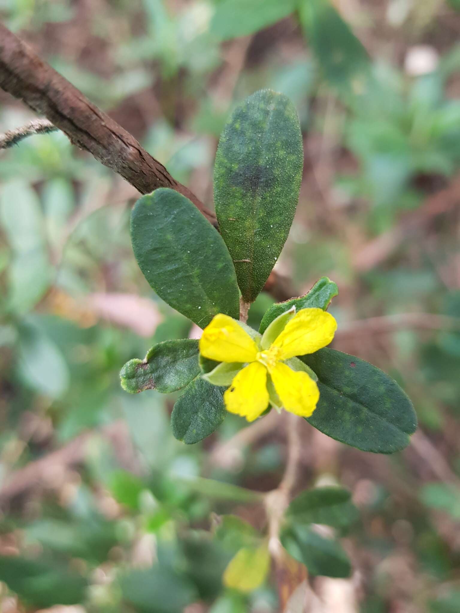 Image de Hibbertia hexandra C. T. White