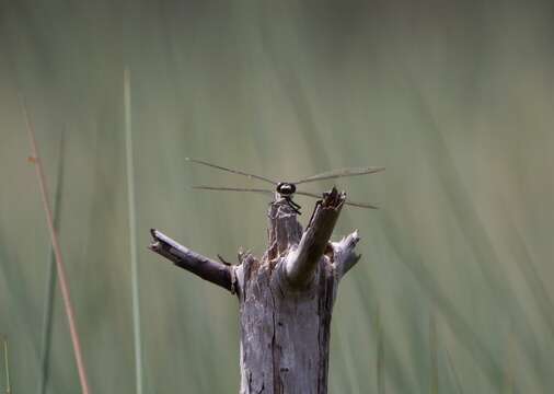 Image of Coastal Petaltail