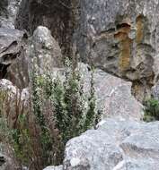 Image of Brunia microphylla Thunb.