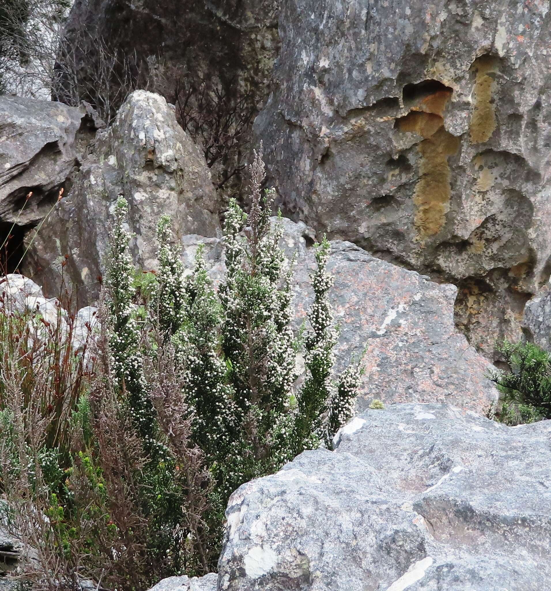 Image of Brunia microphylla Thunb.