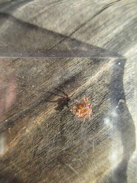 Image of Moose tick; winter tick