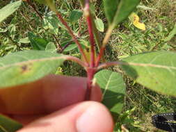 Image of Indian-hemp