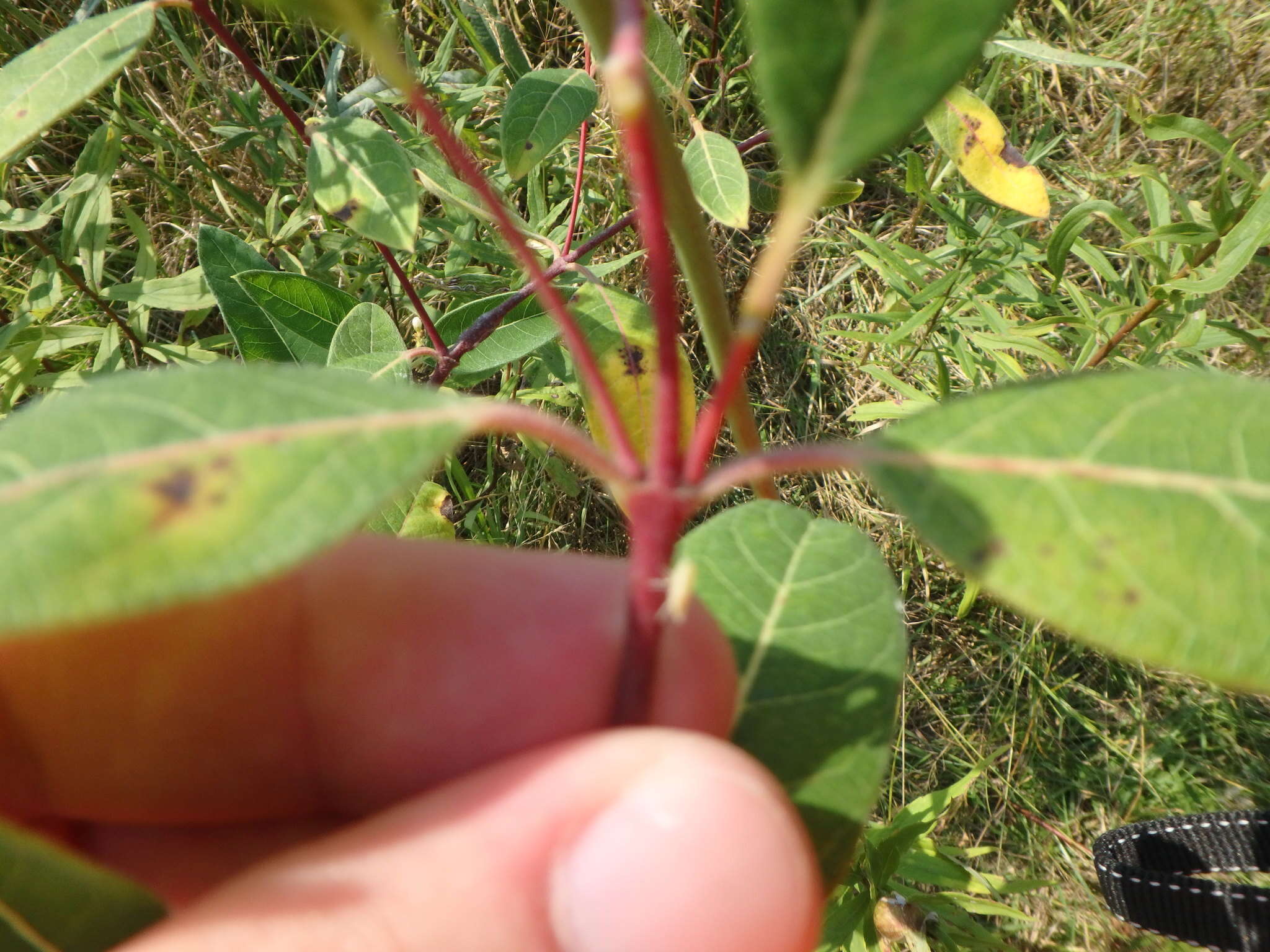 Image of Indian-hemp