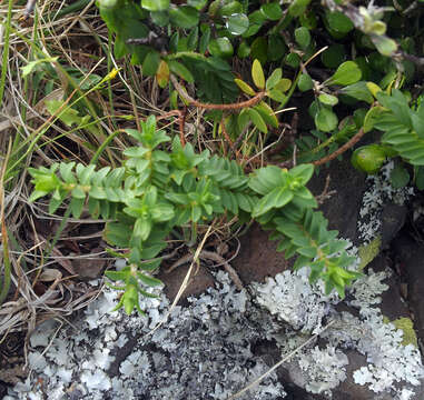 Image of Pimelea eremitica C. J. Burrows