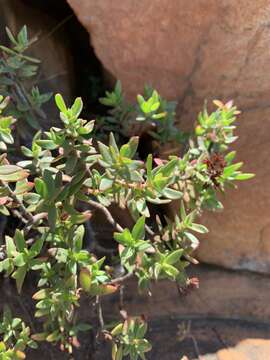 Image of Crassula sarcocaulis subsp. sarcocaulis