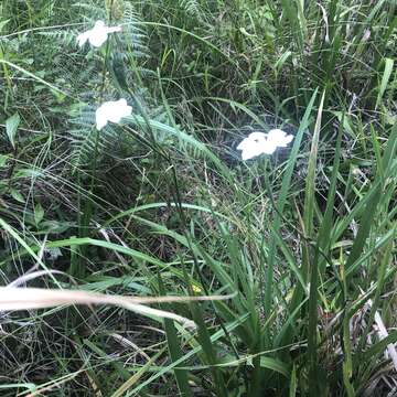 Image of Wild iris