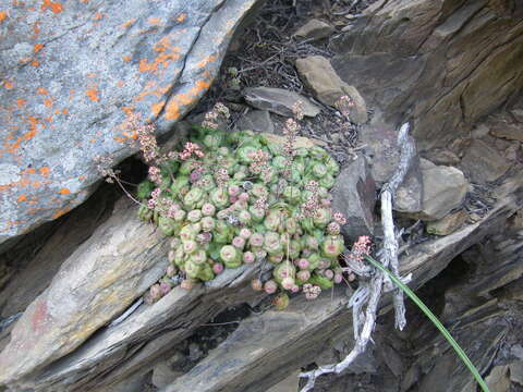 Image of Crassula orbicularis L.