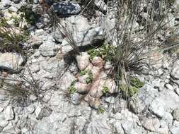 Image de Pachypodium brevicaule Baker