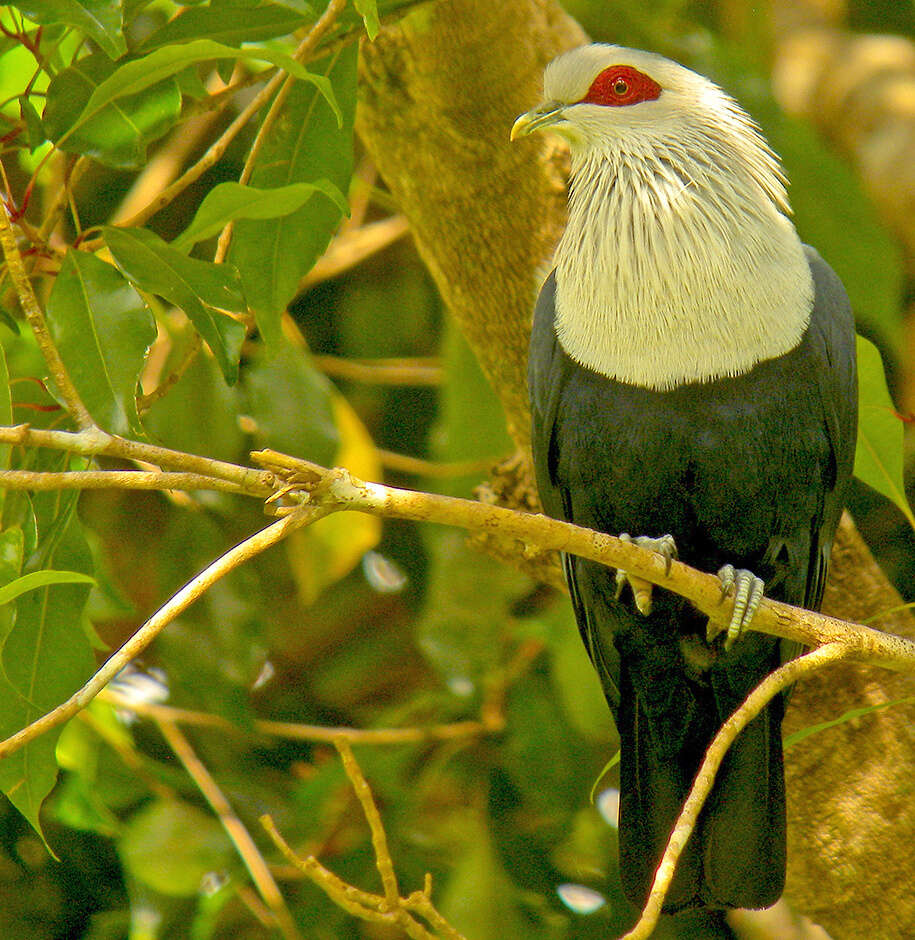 Image of Comoro Blue Pigeon