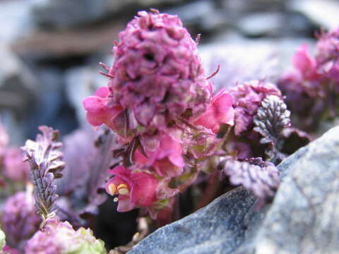 Scrophularia minima Bieb. resmi