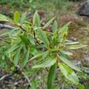Image of Salix boganidensis Trautv.