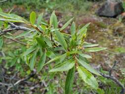 Image of Salix boganidensis Trautv.
