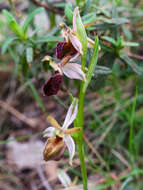 Image of Ophrys morisii (Martelli) G. Keller & Soó