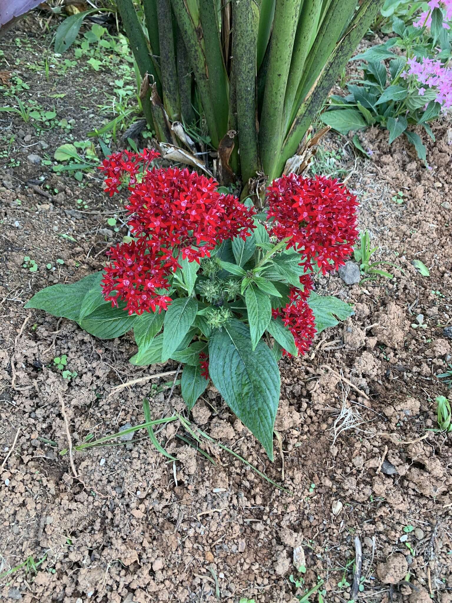 繁星花的圖片