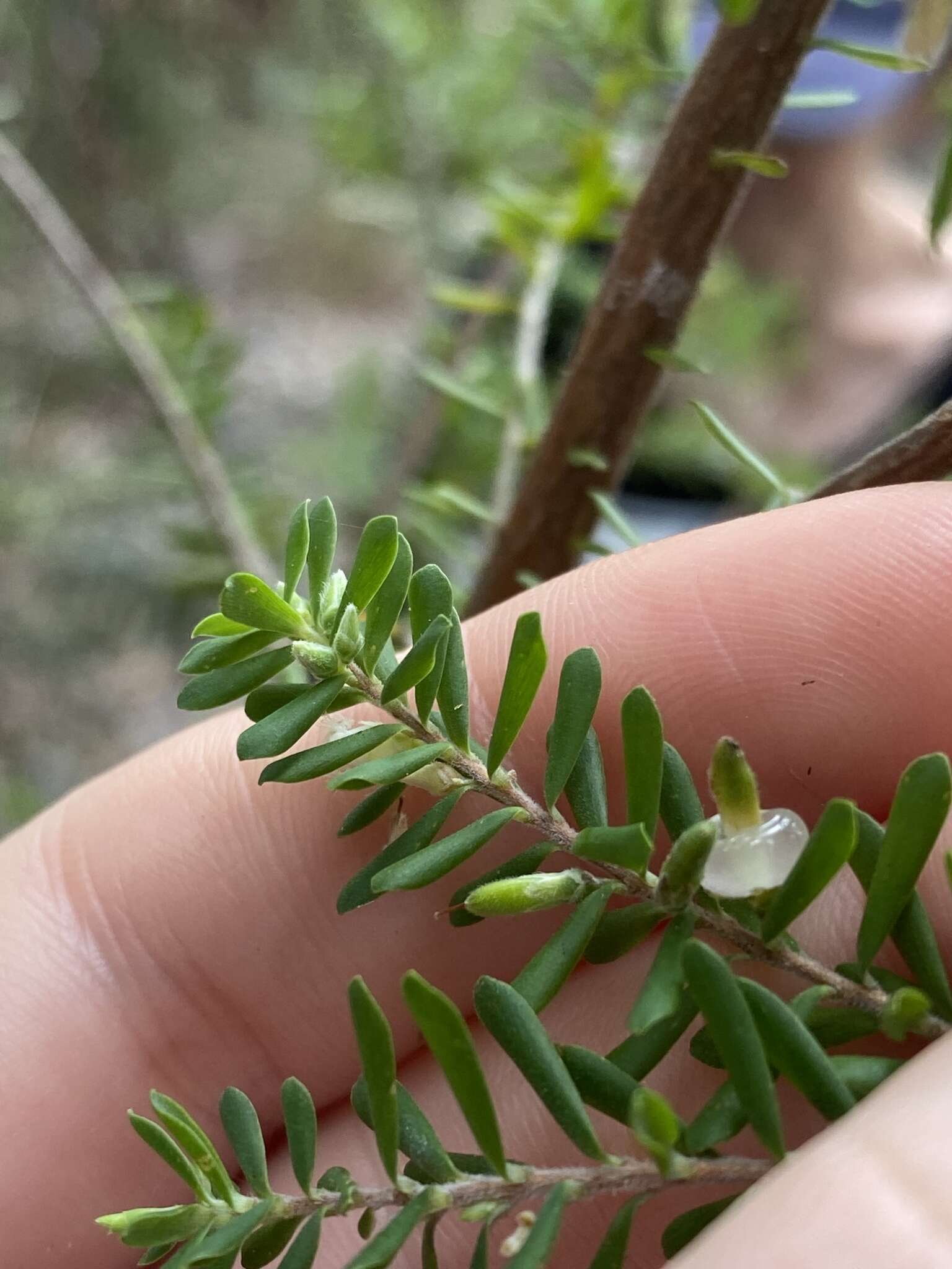 Image of Leucopogon margarodes R. Br.