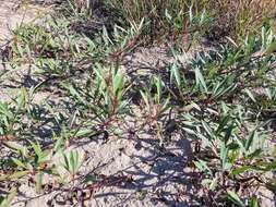 Image of Great Lakes sandcherry