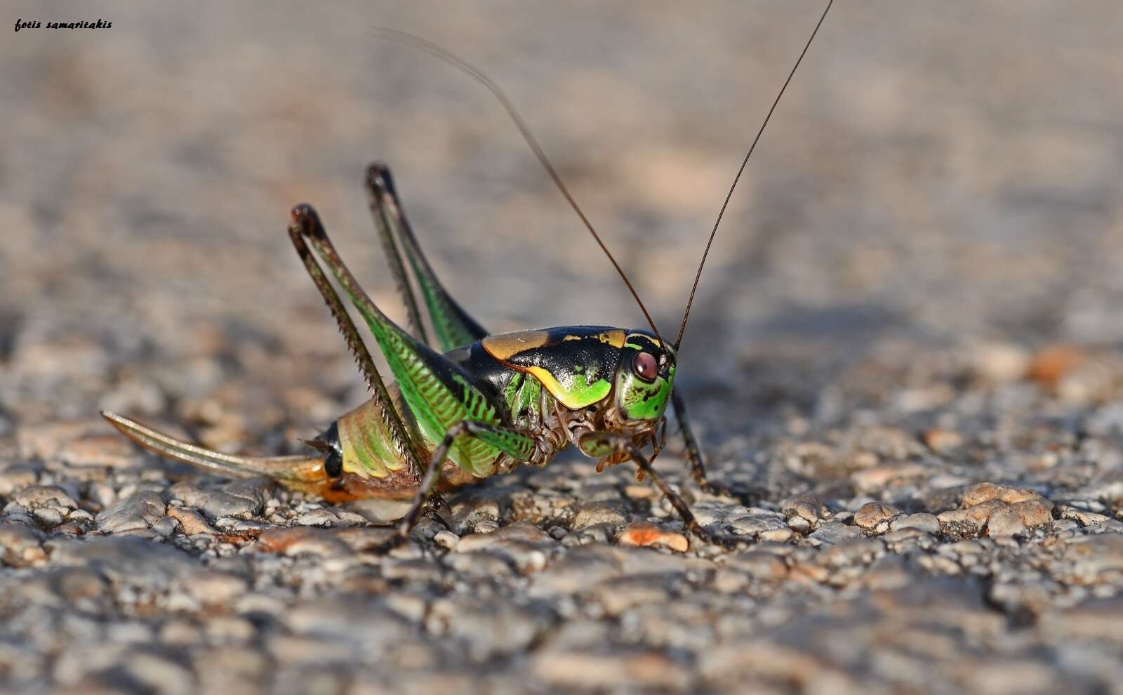 Image of Eupholidoptera giuliae Massa 1999