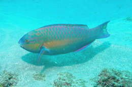 Image of Chameleon parrotfish