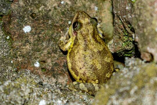 Image of Lesser Snouted Treefrog