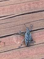 Image of New York Weevil