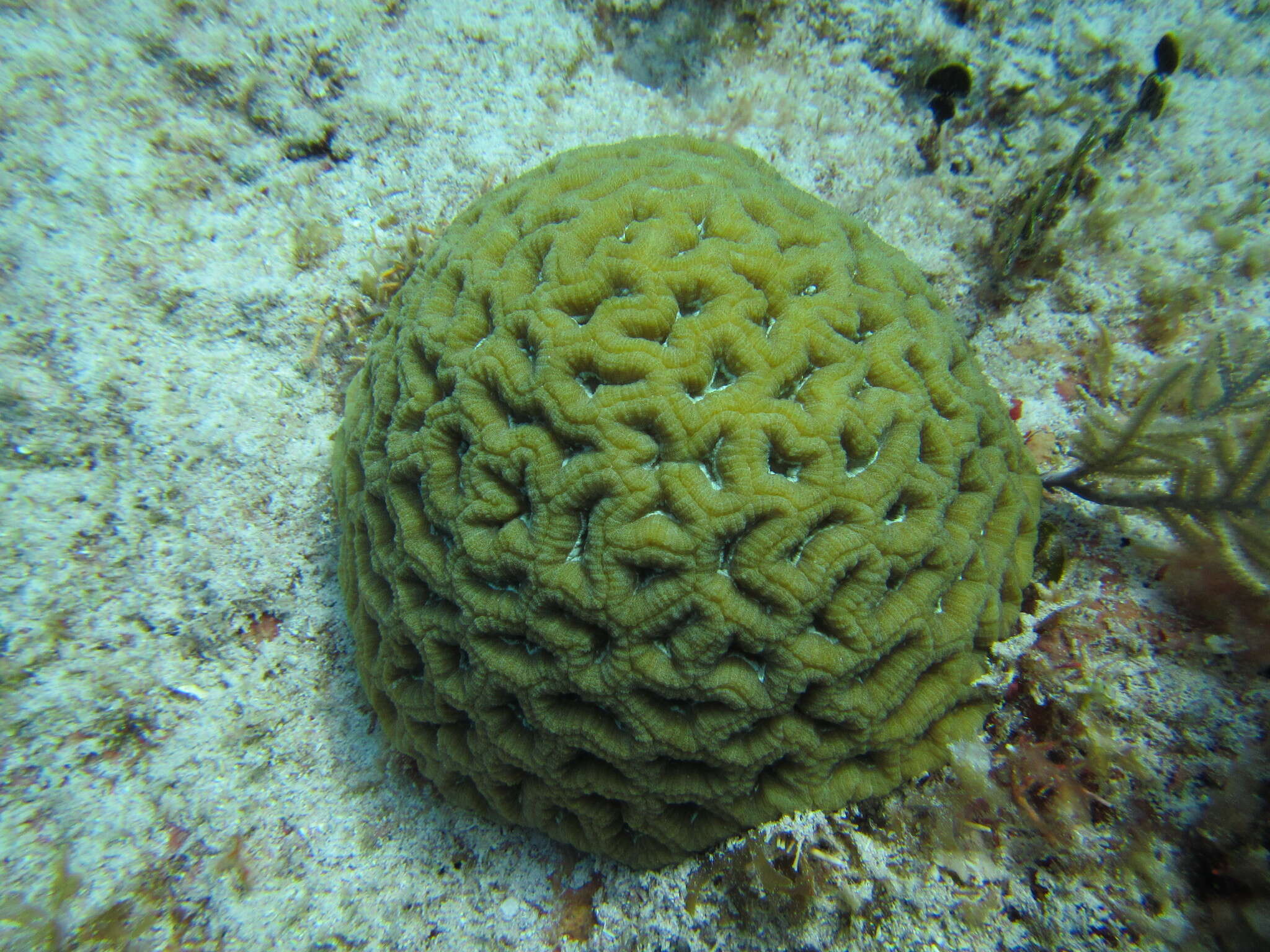 Image of Rough star coral