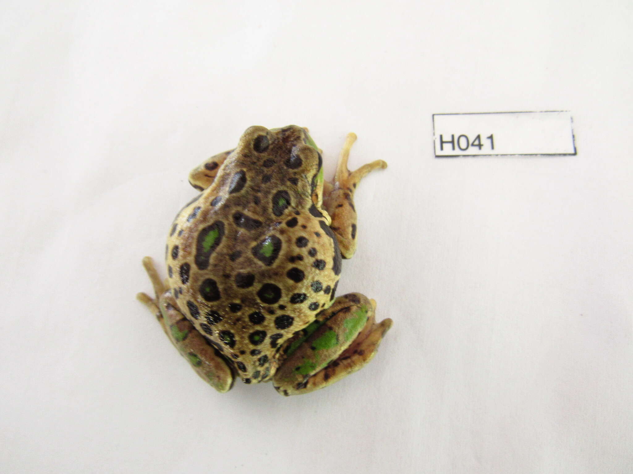 Image de Gastrotheca riobambae (Fowler 1913)