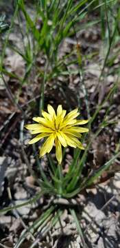 Image of Scorzonera mollis subsp. mollis