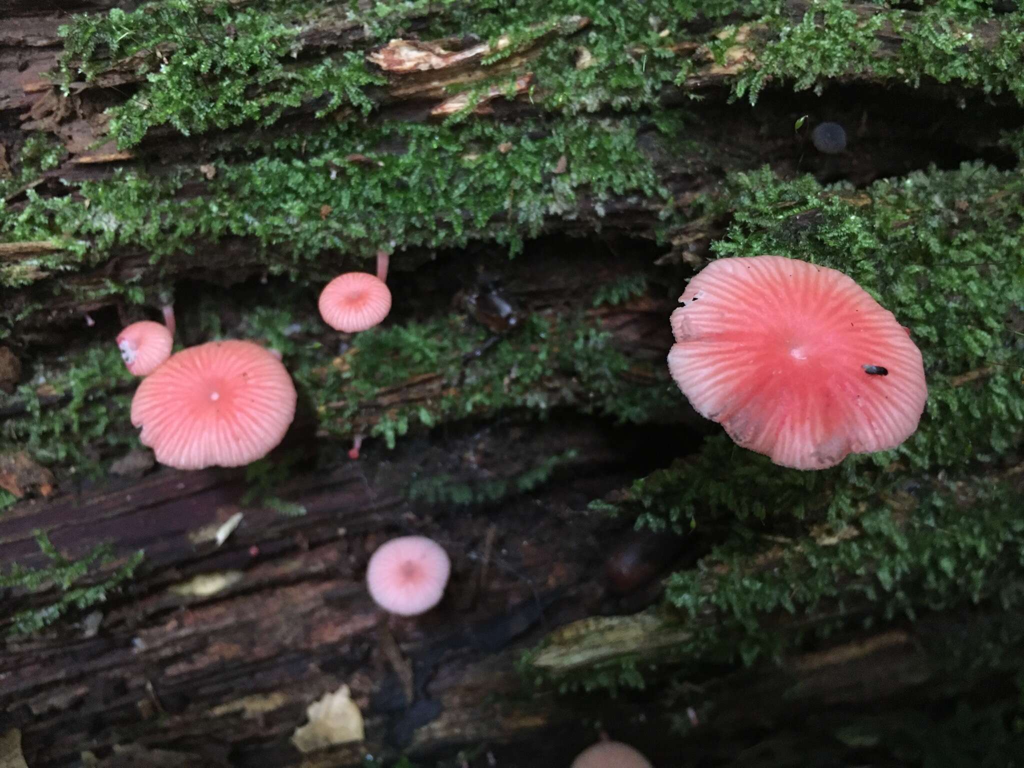 Sivun Mycena roseilignicola Corner 1994 kuva