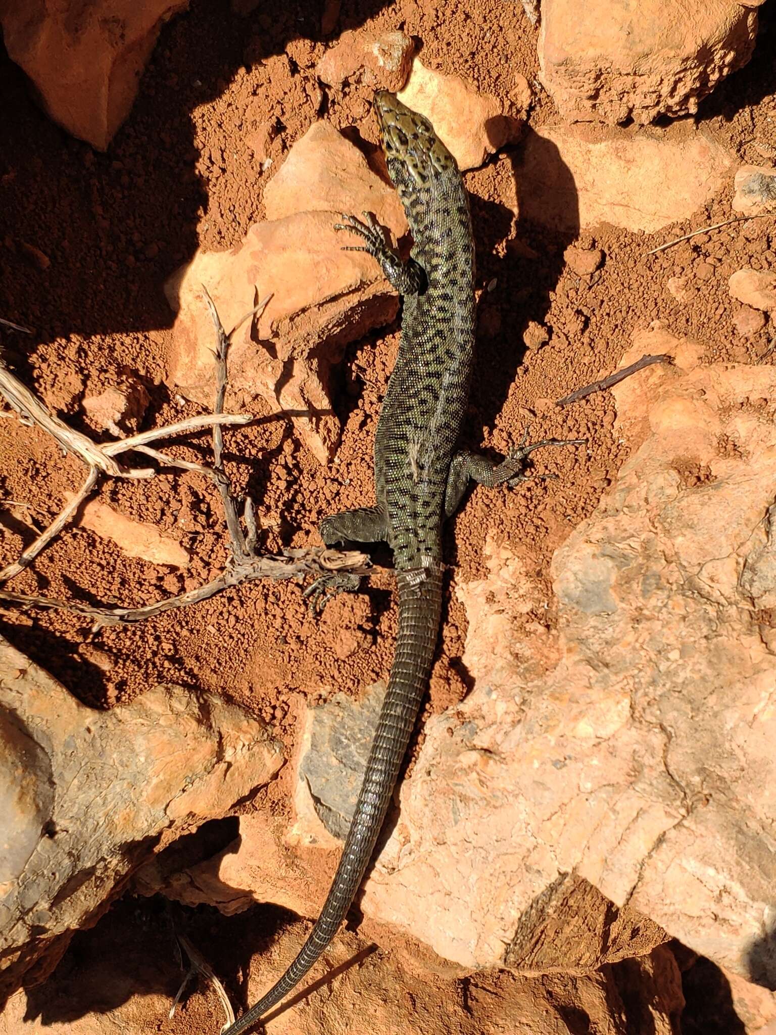 Image de Hellenolacerta graeca (Bedriaga 1886)