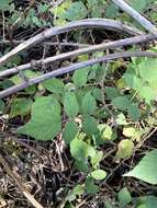 Plancia ëd Rubus parviaraliifolius Hayata