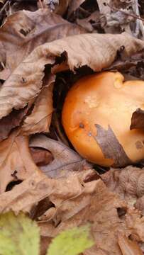 Image of Hygrophorus subsalmonius A. H. Sm. & Hesler 1939