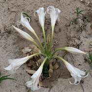 Image of Crinum crassicaule Baker