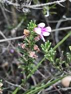 Indigofera pappei Fourc.的圖片