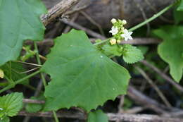 Image of Zehneria guamensis (Merr.) F. R. Fosberg