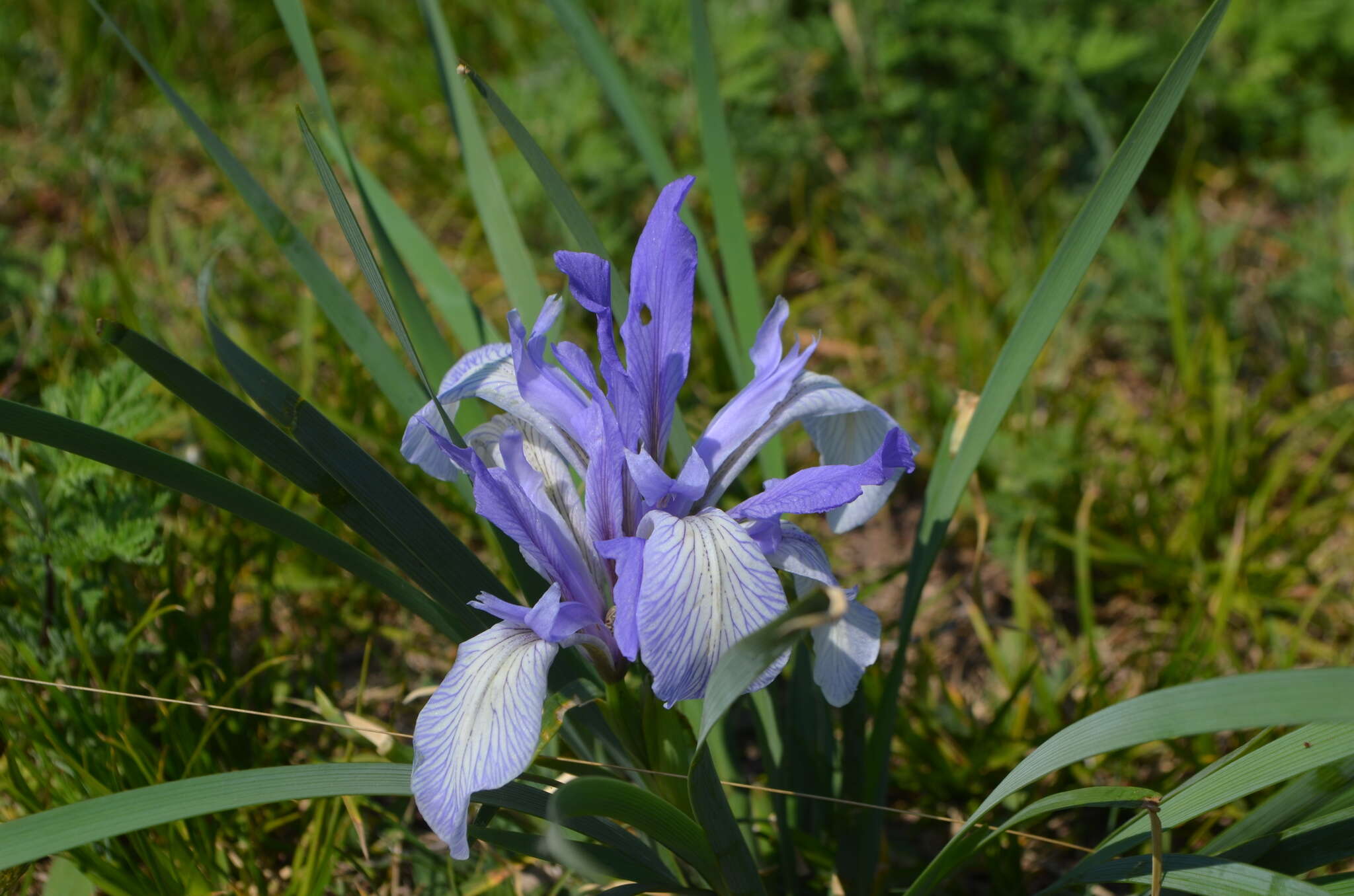 Plancia ëd Iris biglumis Vahl