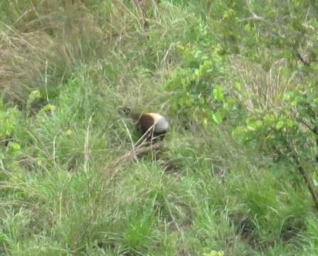 Image of yellow-backed duiker