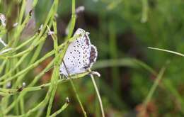 Image of <i>Plebejus idas empetri</i> T. Freeman 1938