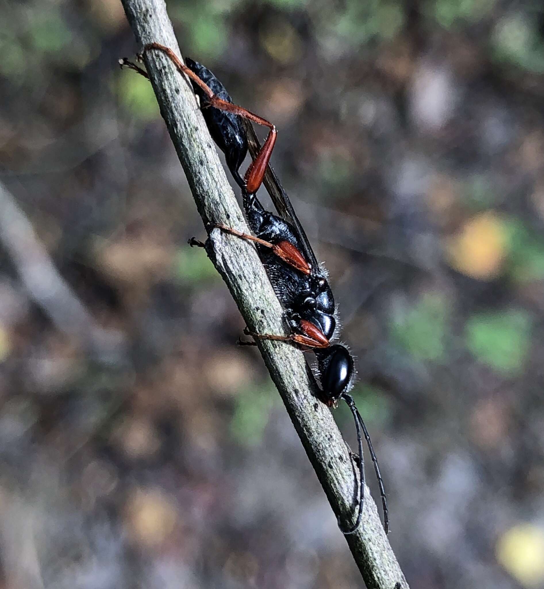 Image of Podium rufipes Fabricius 1804