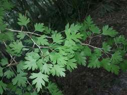 Image of parsley hawthorn