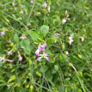 Imagem de Raphanus sativus var. caudatus (L.) Hook. fil. & T. Anderson