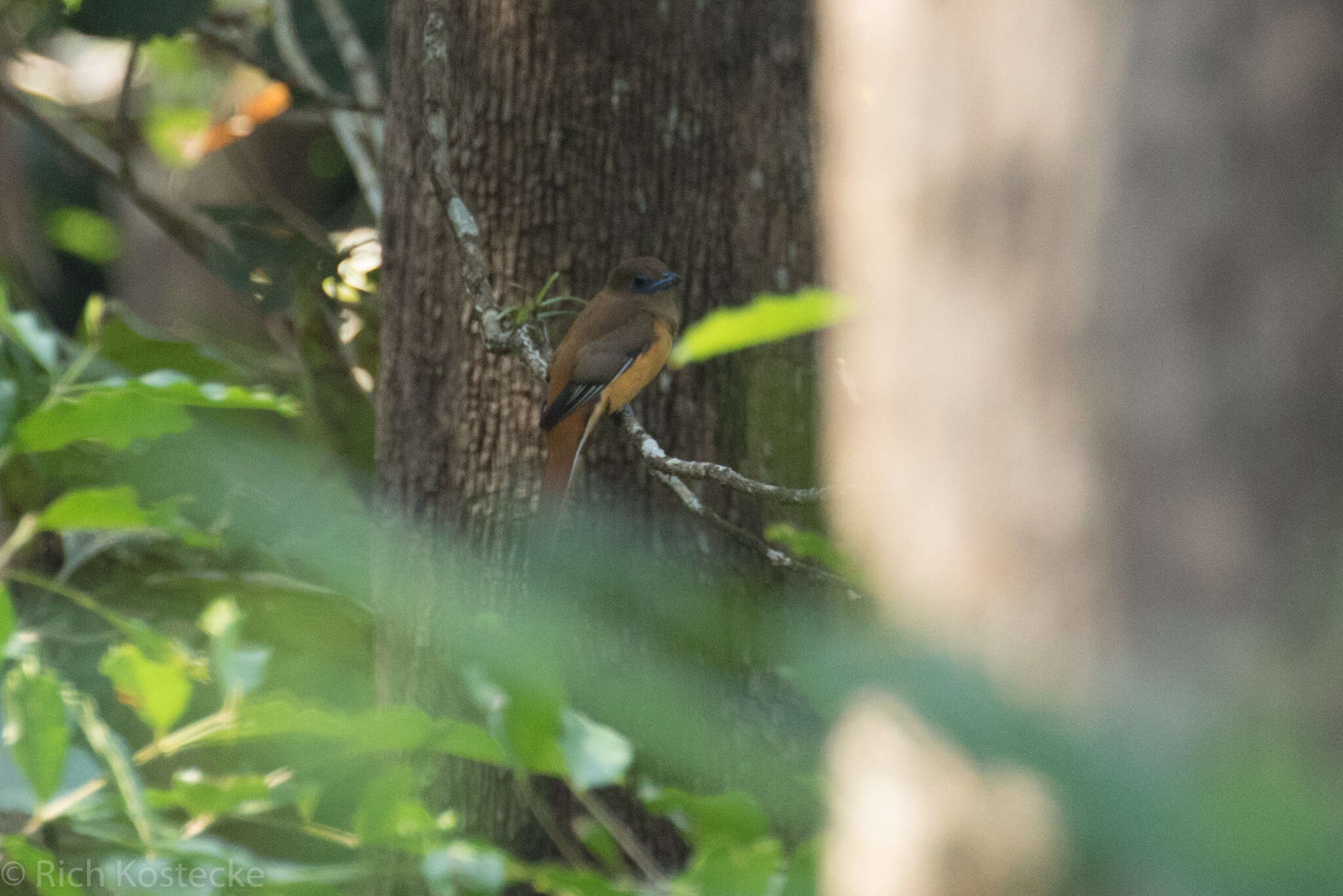 صورة Harpactes fasciatus malabaricus (Gould 1834)