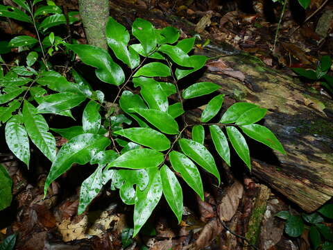 Image de Adiantum adiantoides (J. Sm.) C. Chr.