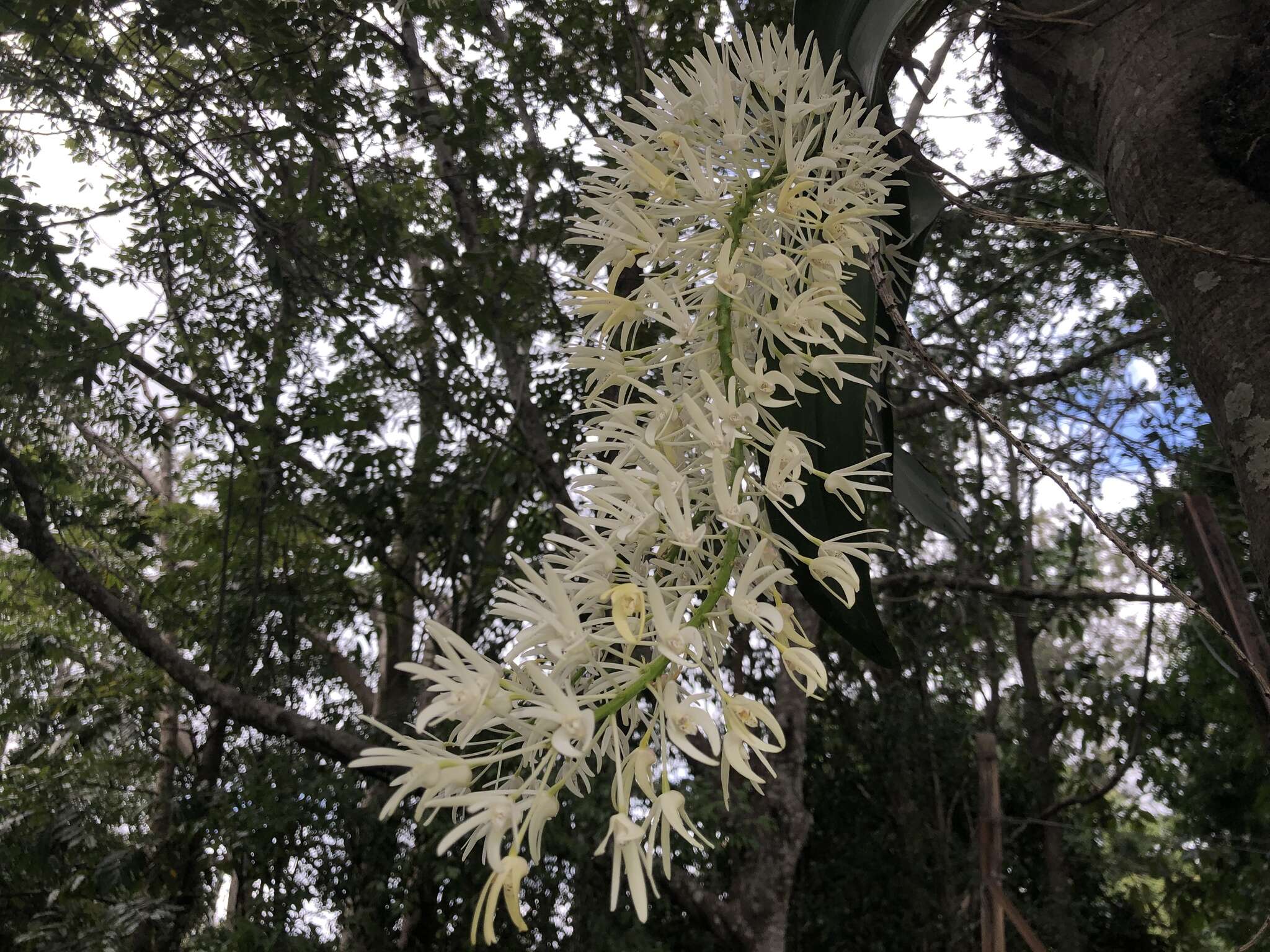 Image of Dendrobium speciosum var. hillii Mast.