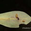 Image of Daphnephila taiwanensis Tokuda, Yang & Yukawa 2008